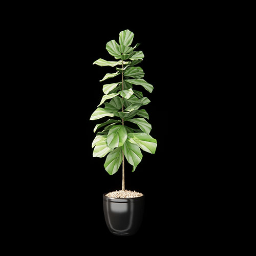 SketchUp模型丨模型库[单体模型]植物盆景琴叶榕丨DT00017