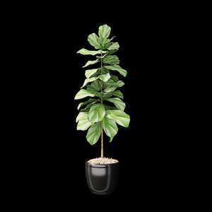 SketchUp模型丨模型库[单体模型]植物盆景琴叶榕丨DT00017