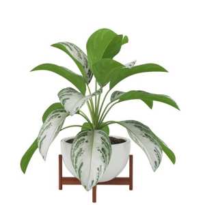 SketchUp模型库丨Vray模型丨植物丨SUBIM002ZW0030