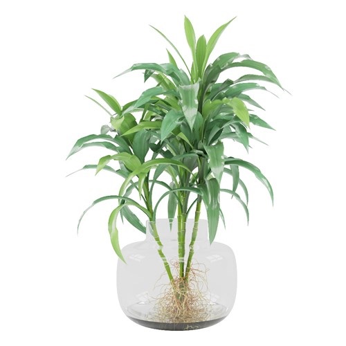SketchUp模型库丨Vray模型丨植物丨SUBIM002ZW0038