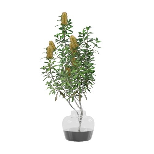 SketchUp模型库丨Vray模型丨植物丨SUBIM002ZW0039