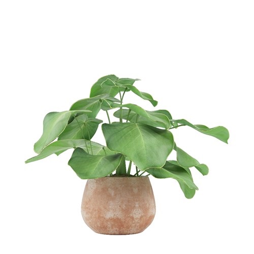 SketchUp模型库丨Vray模型丨植物丨SUBIM002ZW0047