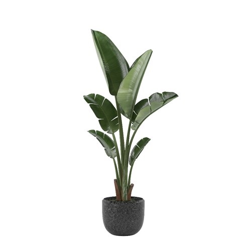 SketchUp模型库丨Vray模型丨植物丨SUBIM002ZW0050