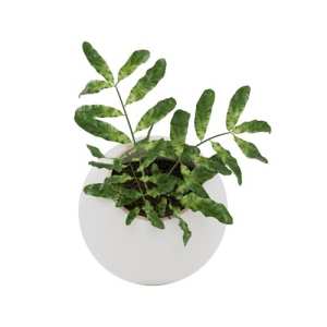 SketchUp模型库丨Vray模型丨植物丨SUBIM002ZW0060