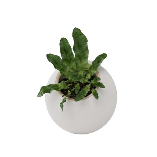 SketchUp模型库丨Vray模型丨植物丨SUBIM002ZW0061