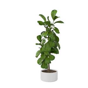 SketchUp模型库丨Vray模型丨植物丨SUBIM002ZW0068