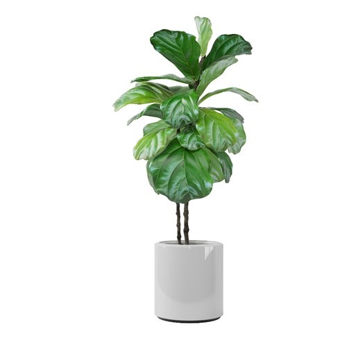 SketchUp模型库丨Vray模型丨植物丨SUBIM002ZW0071