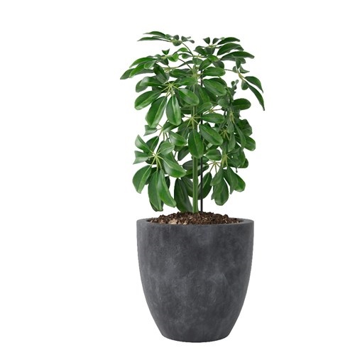 SketchUp模型库丨Vray模型丨植物丨SUBIM002ZW0075