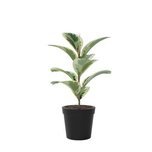 SketchUp模型库丨Vray模型丨植物丨SUBIM002ZW0080