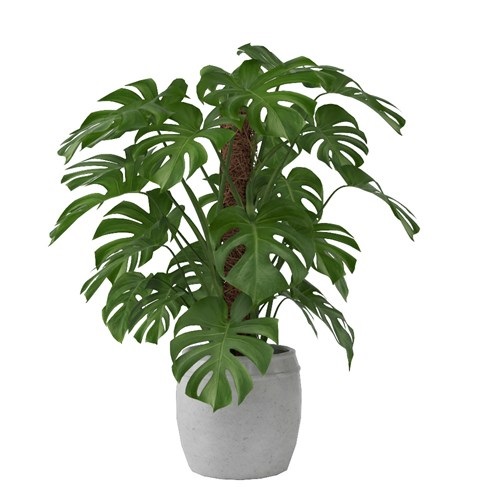 SketchUp模型库丨Vray模型丨植物丨SUBIM002ZW0091