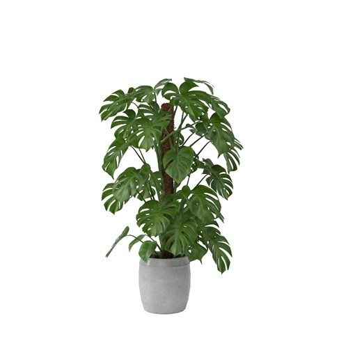 SketchUp模型库丨Vray模型丨植物丨SUBIM002ZW0092