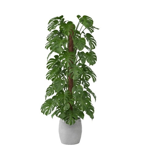 SketchUp模型库丨Vray模型丨植物丨SUBIM002ZW0093