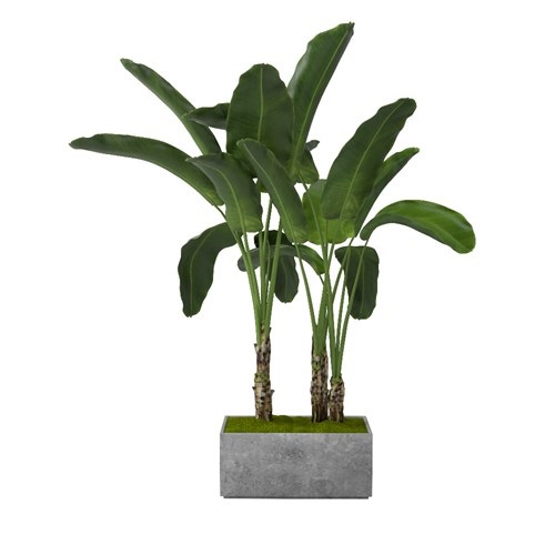 SketchUp模型库丨Vray模型丨植物丨SUBIM002ZW0103
