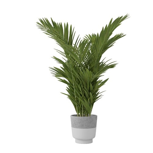 SketchUp模型库丨Vray模型丨植物丨SUBIM002ZW0106