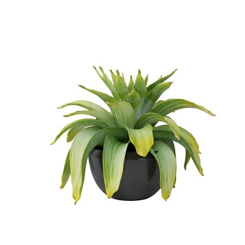 SketchUp模型库丨Vray模型丨植物丨SUBIM002ZW0108