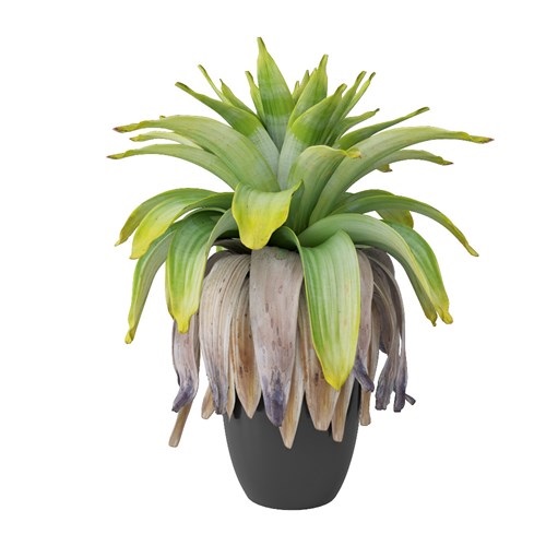 SketchUp模型库丨Vray模型丨植物丨SUBIM002ZW0109