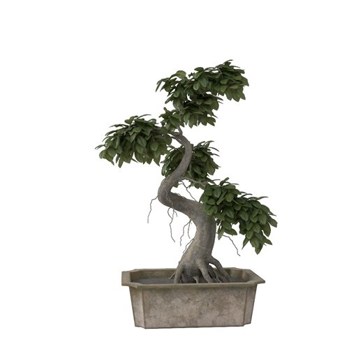 SketchUp模型库丨Vray模型丨植物丨SUBIM002ZW0117
