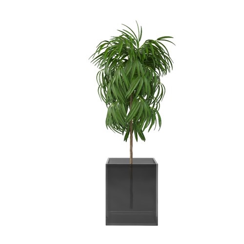SketchUp模型库丨Vray模型丨植物丨SUBIM002ZW0126