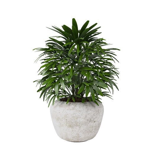 SketchUp模型库丨Vray模型丨植物丨SUBIM002ZW0127