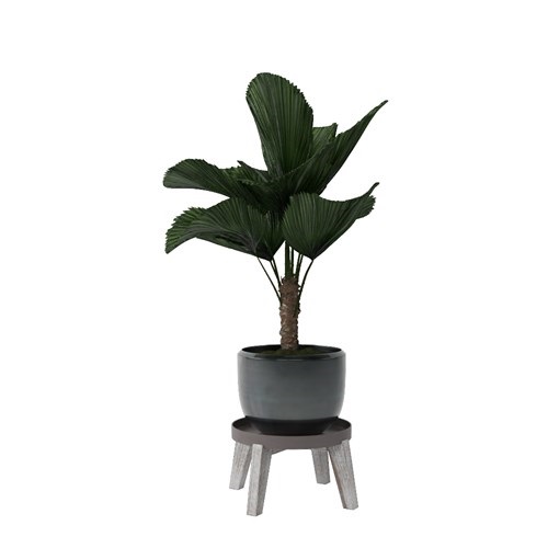 SketchUp模型库丨Vray模型丨植物丨SUBIM002ZW0141