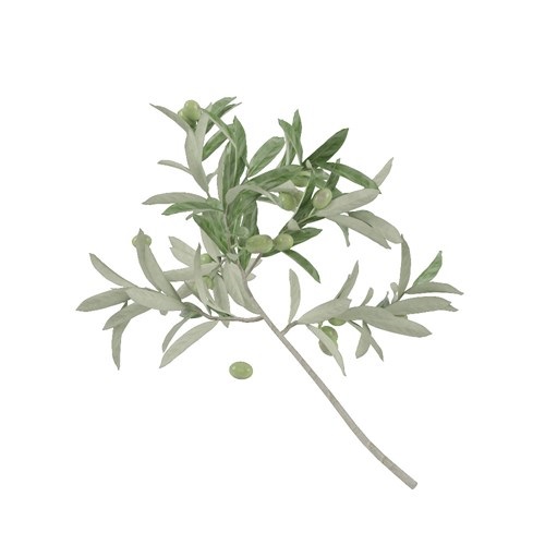 SU模型库丨Vray模型丨植物丨SUBIM099CS0011