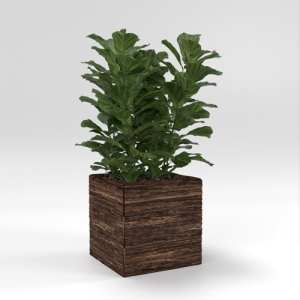 SU模型库丨Vray模型丨植物丨SUBIM002ZW0148