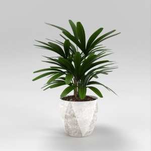 SU模型库丨Vray模型丨植物丨SUBIM002ZW0150