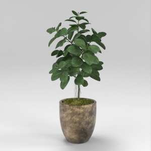SU模型库丨Vray模型丨植物丨SUBIM002ZW0154