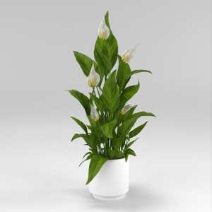 SU模型库丨Vray模型丨植物丨SUBIM002ZW0162