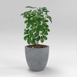 SU模型库丨Vray模型丨植物丨SUBIM002ZW0186