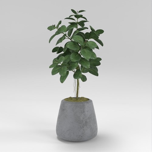 SU模型库丨Vray模型丨植物丨SUBIM002ZW0187