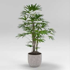 SU模型库丨Vray模型丨植物丨SUBIM002ZW0191