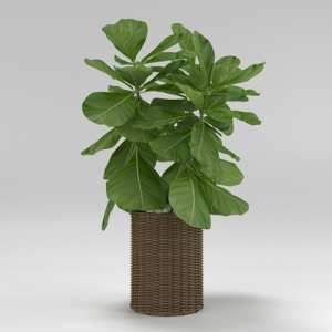 SU模型库丨Vray模型丨植物丨SUBIM002ZW0195