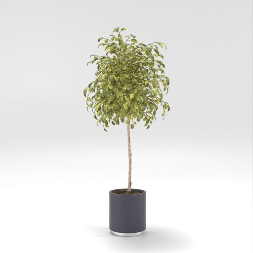 SU模型库丨Vray模型丨植物丨SUBIM002ZW0205