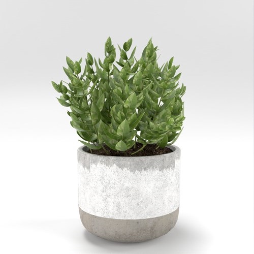 SU模型库丨Vray模型丨植物丨SUBIM002ZW0208