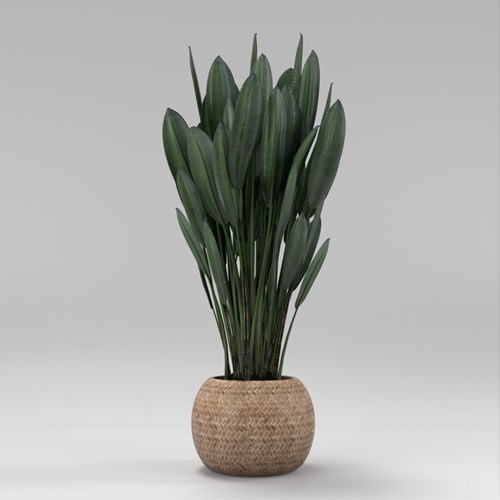 SU模型库丨Vray模型丨植物丨SUBIM002ZW0227