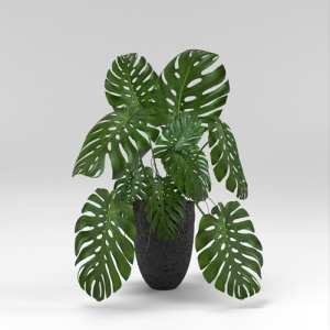 SU模型库丨Vray模型丨植物丨SUBIM002ZW0230
