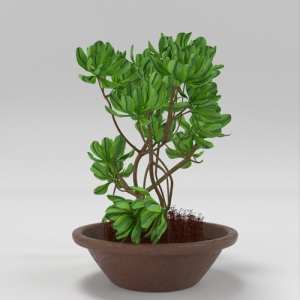SU模型库丨Vray模型丨植物丨SUBIM002ZW0237