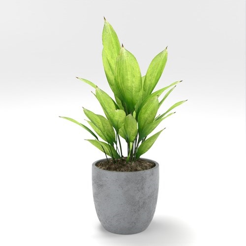 SU模型库丨Vray模型丨植物丨SUBIM002ZW0245