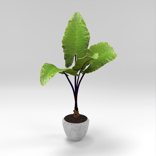 SU模型库丨Vray模型丨植物丨SUBIM002ZW0256