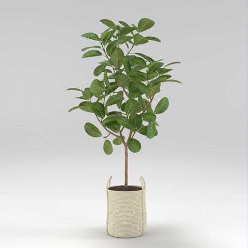 SU模型库丨Vray模型丨植物丨SUBIM002ZW0262