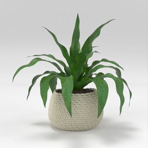 SU模型库丨Vray模型丨植物丨SUBIM002ZW0263