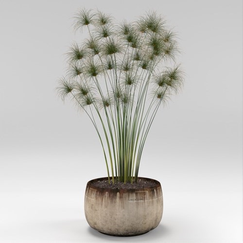 SU模型库丨Vray模型丨植物丨SUBIM002ZW0264