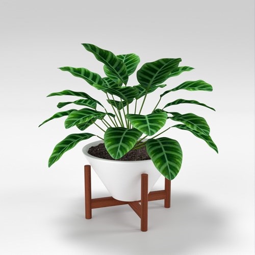 SU模型库丨Vray模型丨植物丨SUBIM002ZW0271
