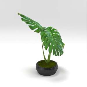 SU模型库丨Vray模型丨植物丨SUBIM002ZW0275