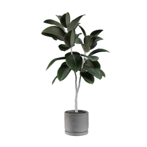 SU模型库丨Vray模型丨植物丨SUBIM099CS0873