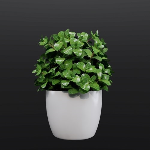 SU模型库丨植物丨SUBIM099ENS0520