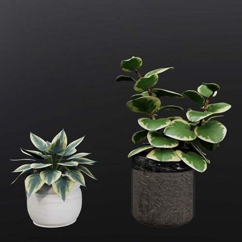 SU模型库丨植物丨SUBIM099ENS0591