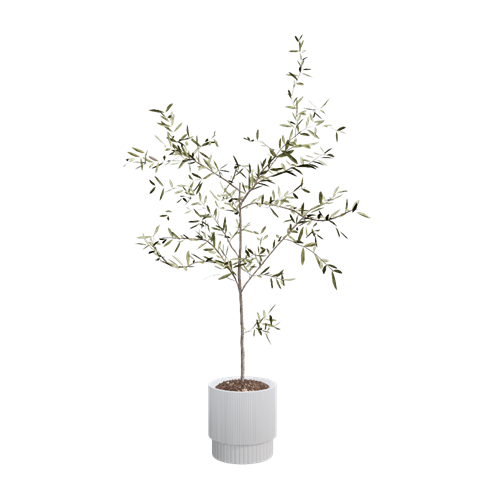 侘寂风植物 ID：E02201033