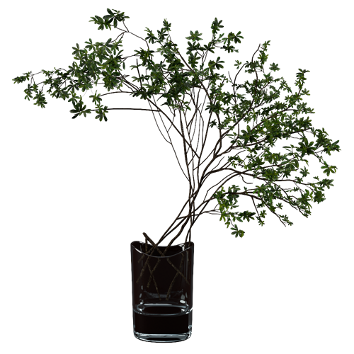 植物 ID：V01200166